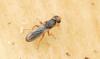 Chyliza leptogaster